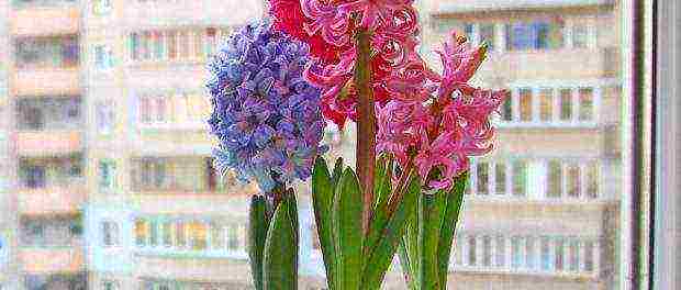 how to grow hyacinths at home by March 8