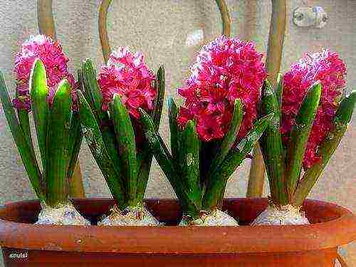 how to grow hyacinths at home by March 8
