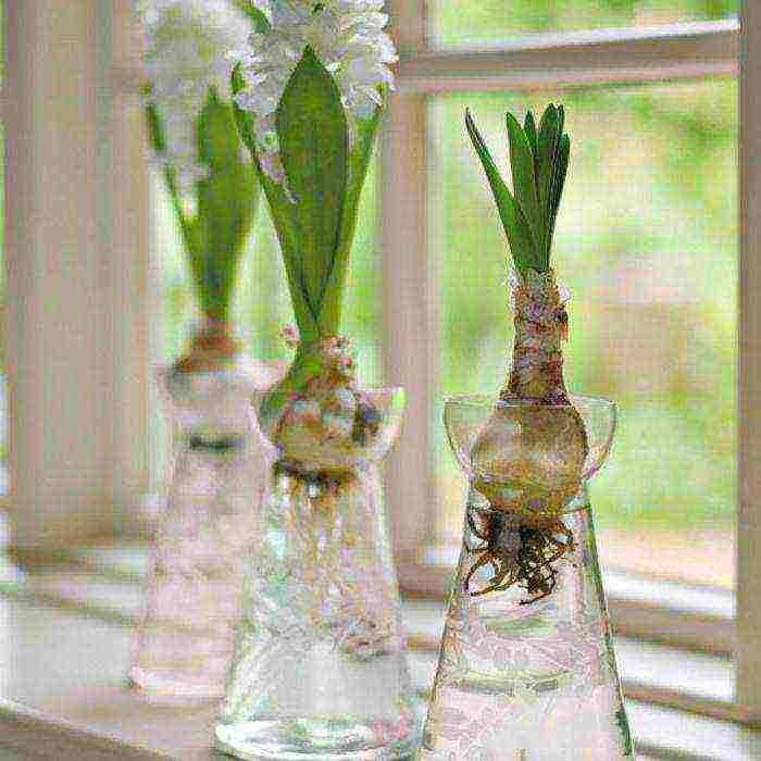 how to grow hyacinths at home by March 8