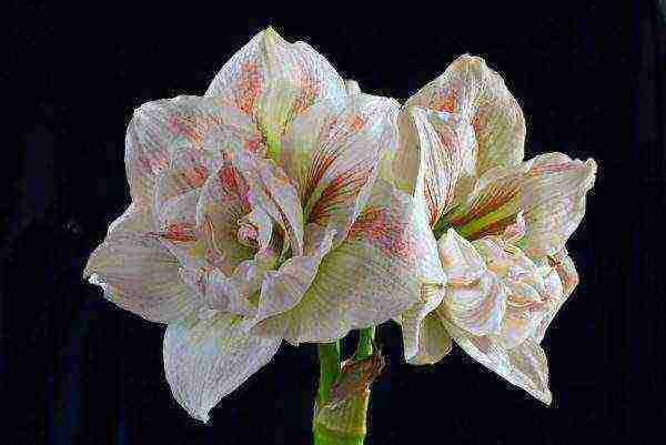 كيف ينمو hippeastrum في المنزل