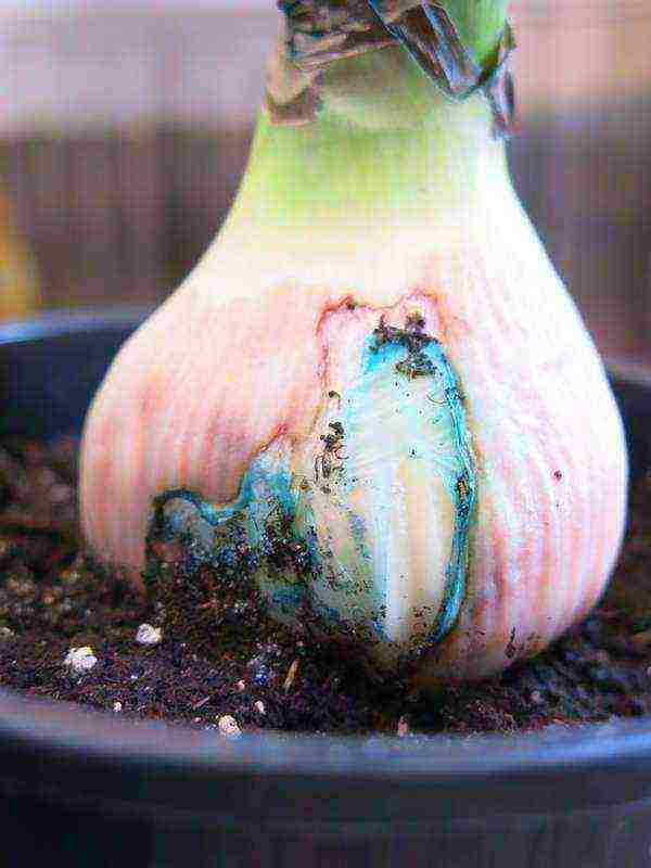 how to grow hippeastrum at home