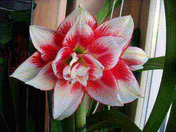 كيف ينمو hippeastrum في المنزل