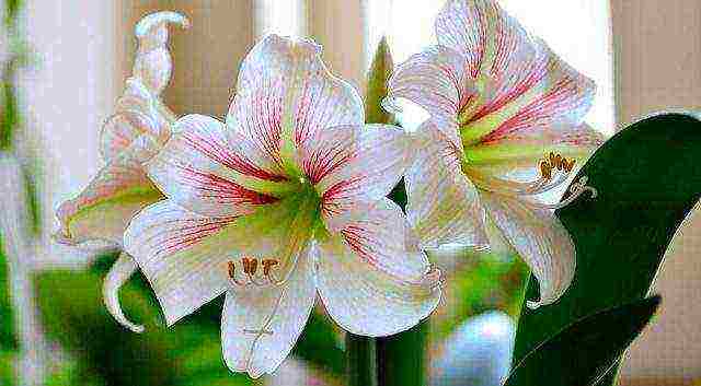 how to grow hippeastrum at home
