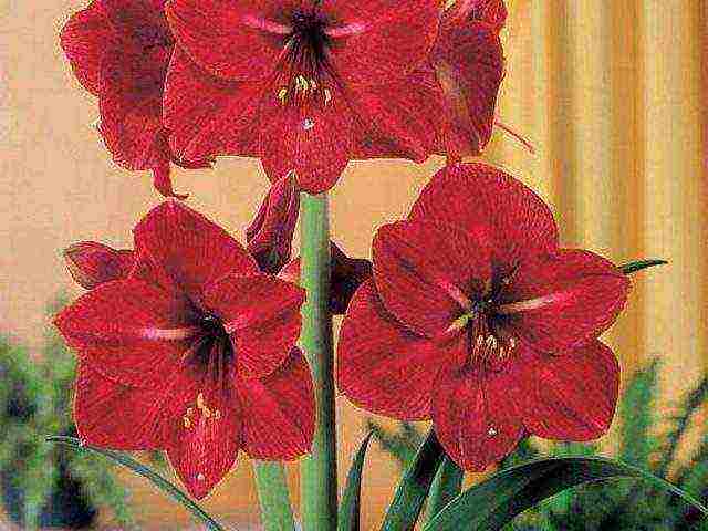 كيف ينمو hippeastrum في المنزل