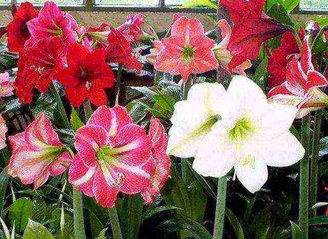 كيف ينمو hippeastrum في المنزل