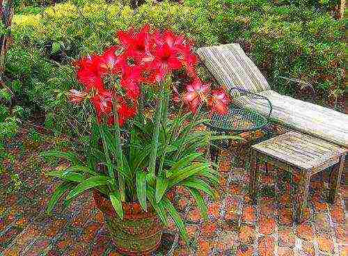 كيف ينمو hippeastrum في المنزل