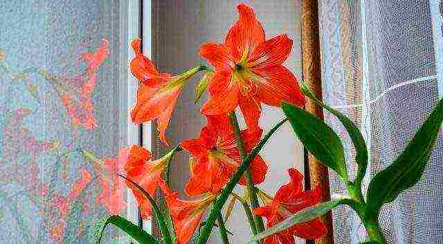 كيف ينمو hippeastrum في المنزل