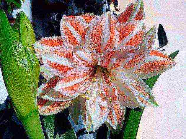 كيف ينمو hippeastrum في المنزل