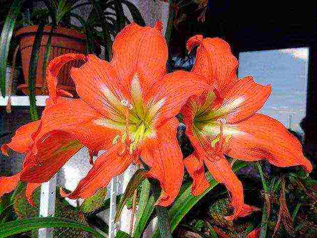 كيف ينمو hippeastrum في المنزل