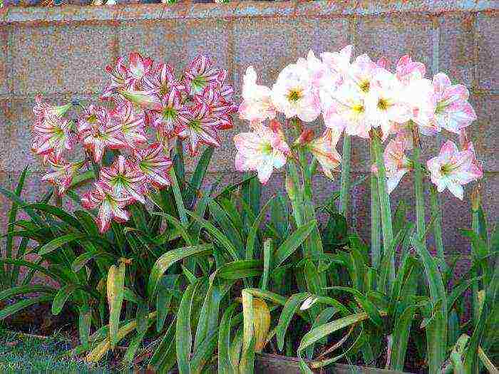how to grow hippeastrum at home