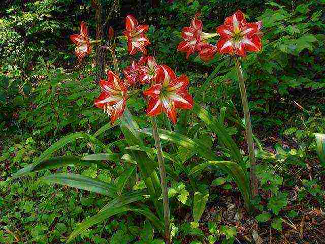 كيف ينمو hippeastrum في المنزل