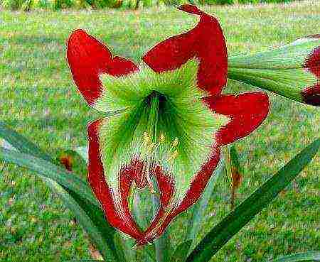 كيف ينمو hippeastrum في المنزل