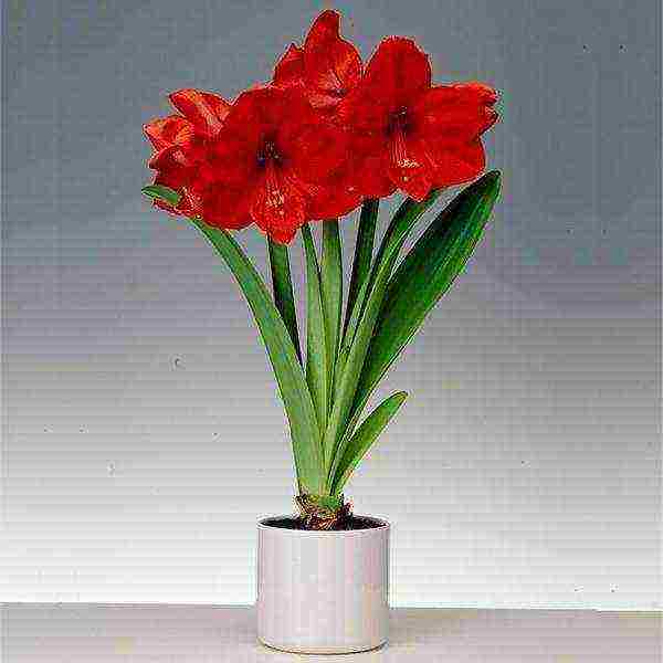 كيف ينمو hippeastrum في المنزل