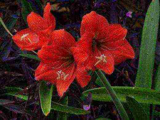 كيف ينمو hippeastrum في المنزل