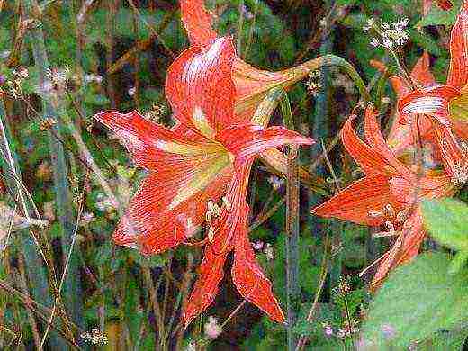 كيف ينمو hippeastrum في المنزل