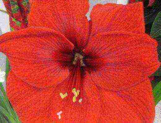 كيف ينمو hippeastrum في المنزل