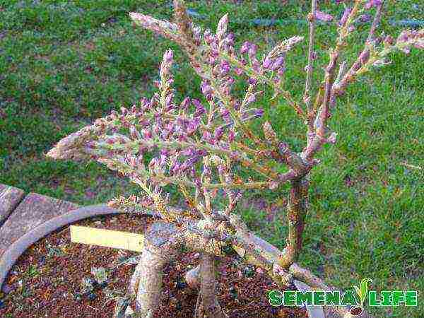 how to grow wisteria at home