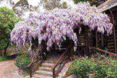 kung paano palaguin ang wisteria sa bahay