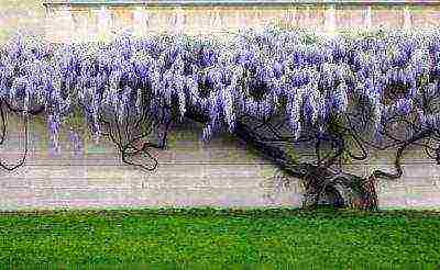 how to grow wisteria at home