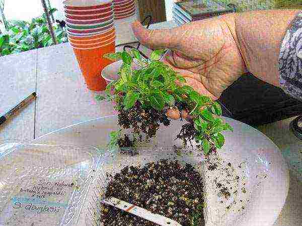 how to grow gloxinia from seeds at home