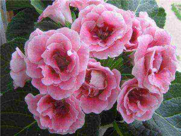 how to grow gloxinia from seeds at home