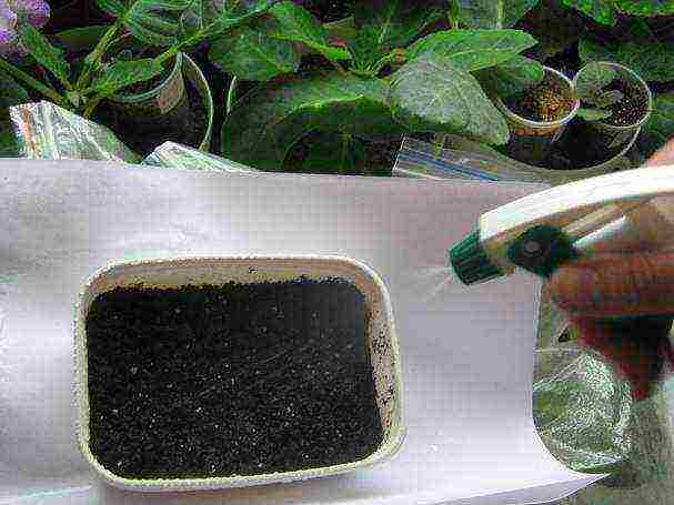 how to grow gloxinia from seeds at home