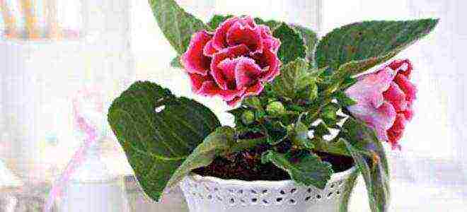 كيف تنمو gloxinia من البذور في المنزل