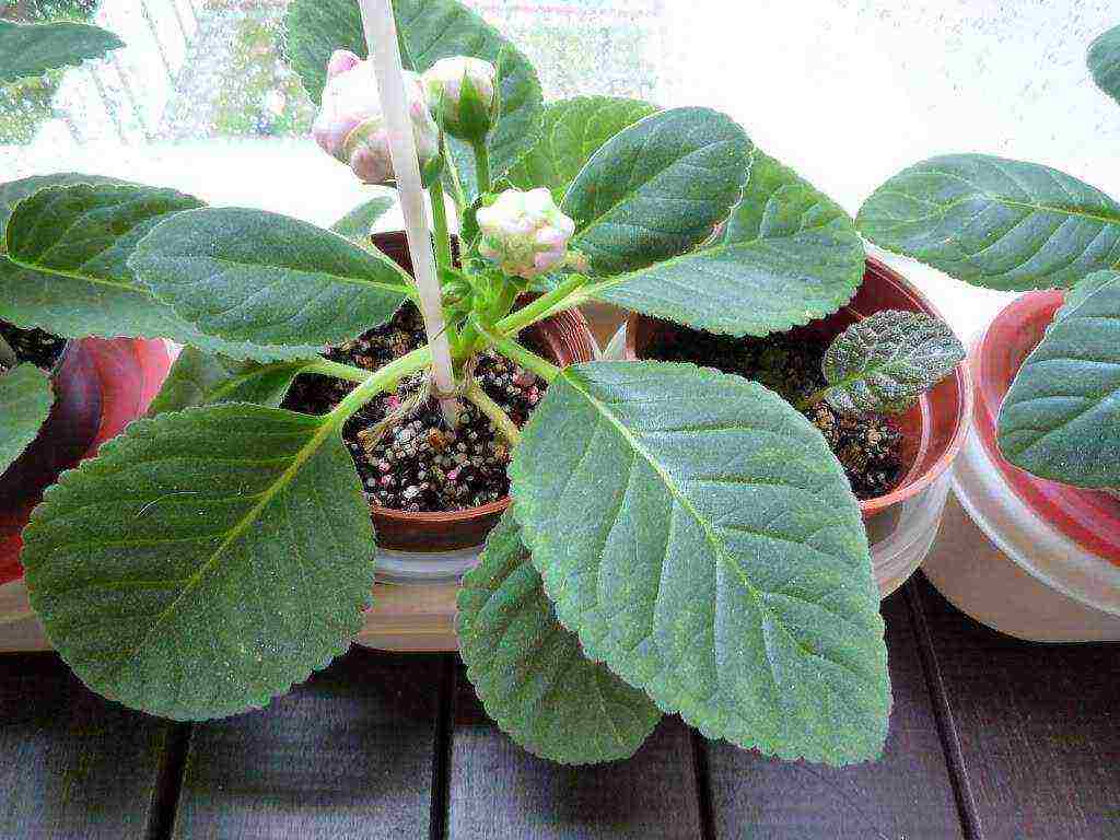 วิธีการปลูก gloxinia ที่บ้าน