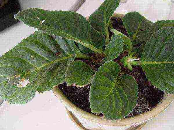 วิธีการปลูก gloxinia ที่บ้าน