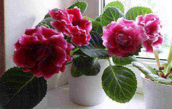 วิธีการปลูก gloxinia ที่บ้าน