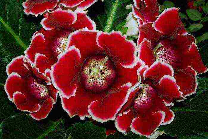 كيف ينمو gloxinia في المنزل