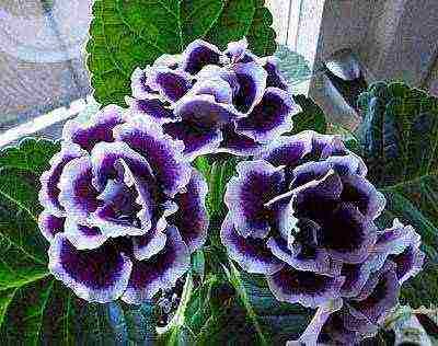 วิธีการปลูก gloxinia ที่บ้าน