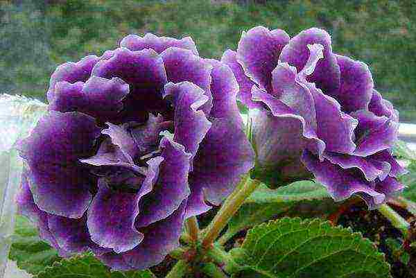 كيف ينمو gloxinia في المنزل