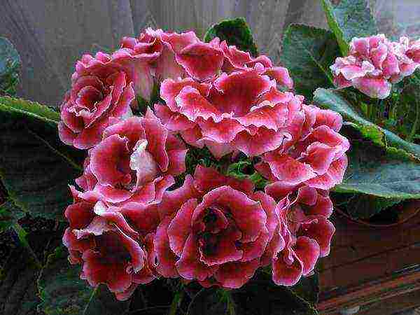 how to grow gloxinia at home