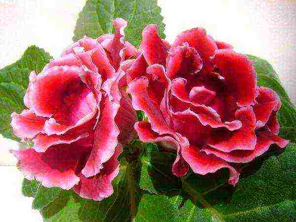 كيف ينمو gloxinia في المنزل