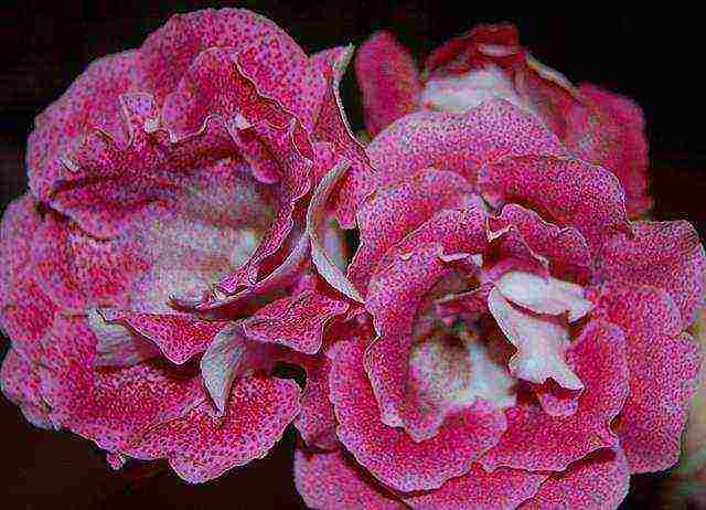 how to grow gloxinia at home