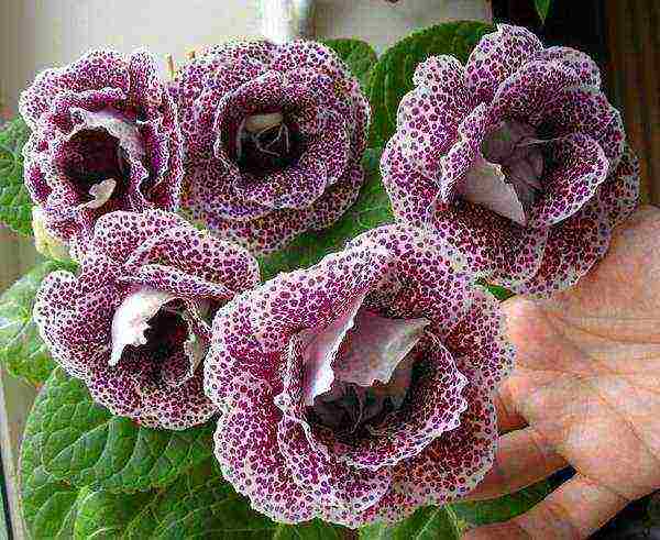 kung paano palaguin ang gloxinia sa bahay