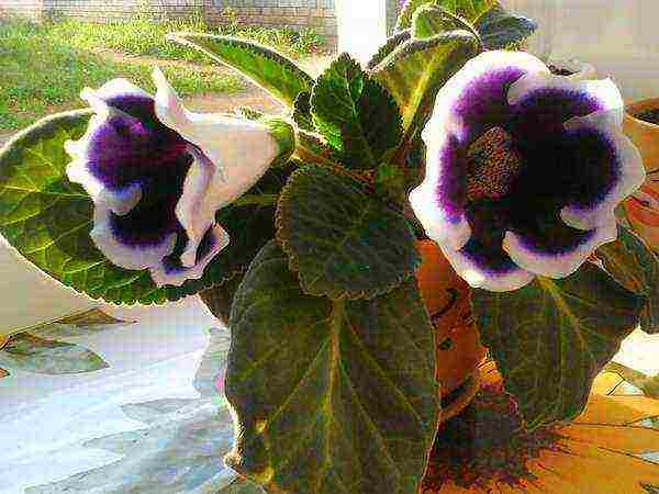 kung paano palaguin ang gloxinia sa bahay