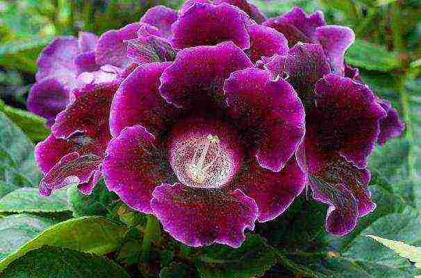 วิธีการปลูก gloxinia ที่บ้าน