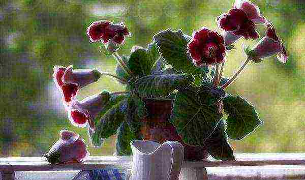 how to grow gloxinia at home