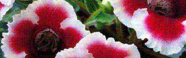 how to grow gloxinia at home