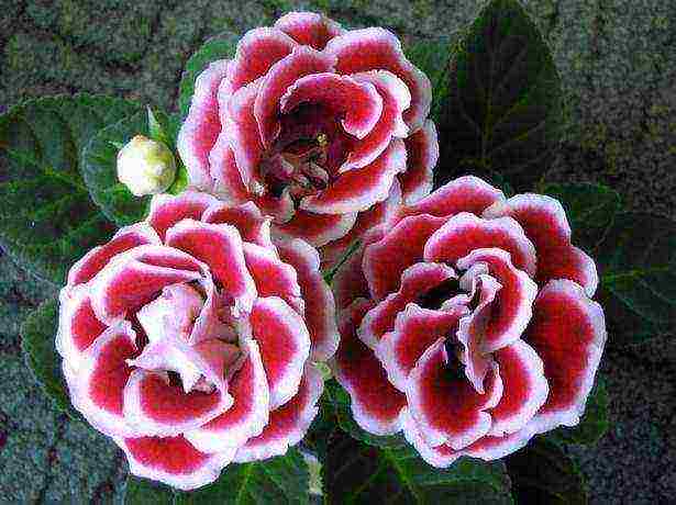 كيف ينمو gloxinia في المنزل