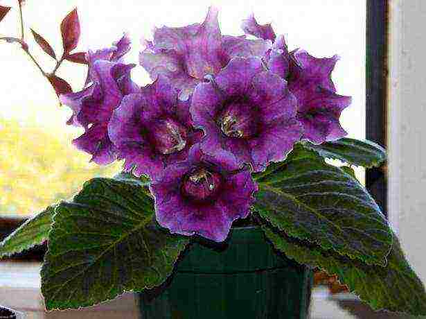 วิธีการปลูก gloxinia ที่บ้าน