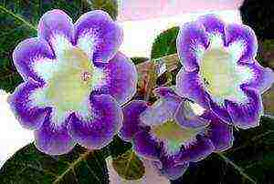 วิธีการปลูก gloxinia ที่บ้าน