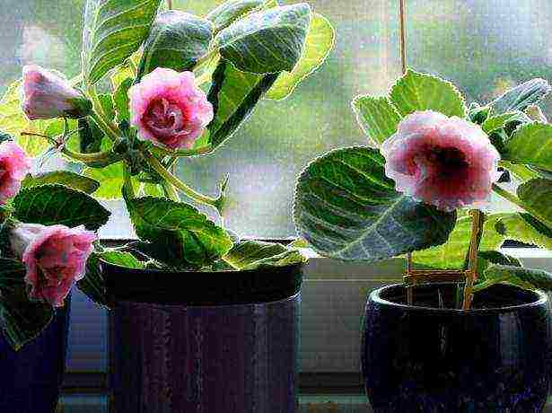 كيف ينمو gloxinia في المنزل