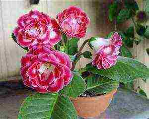 วิธีการปลูก gloxinia ที่บ้าน