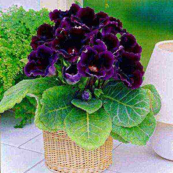 kung paano palaguin ang gloxinia sa bahay