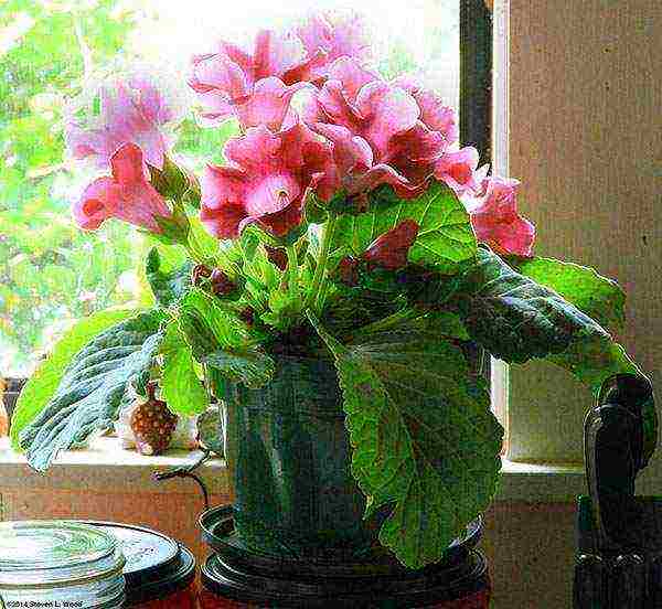 how to grow gloxinia at home