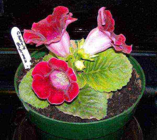 วิธีการปลูก gloxinia ที่บ้าน