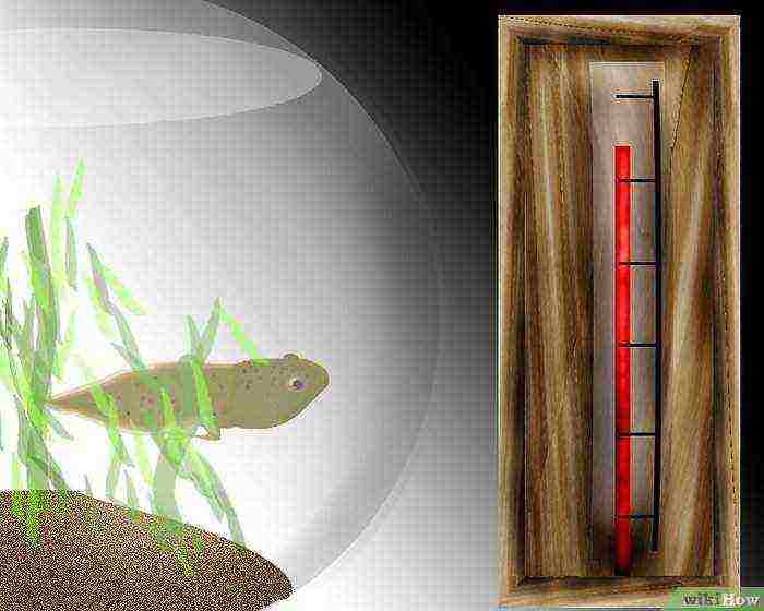 how to raise tadpoles at home